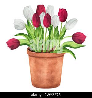Illustrazione ad acquerello disegnata a mano. Tulipani bianchi e rossi nel vaso di fiori. Vaso di terracotta con fiori primaverili Foto Stock