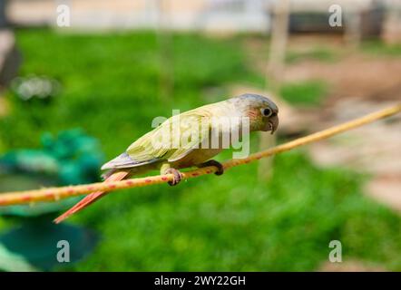 Un'accattivante foto ravvicinata di un bellissimo pappagallo verde arroccato su un'altalena di corda, con la luce del sole che avvolge le sue piume colorate Foto Stock