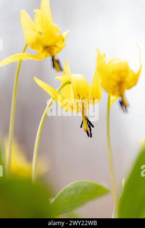 Primo piano delle ninfee di trota (Erythronium umbilicatum) - Pisgah National Forest, Brevard, North Carolina, Stati Uniti Foto Stock