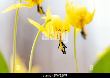 Primo piano delle ninfee di trota (Erythronium umbilicatum) - Pisgah National Forest, Brevard, North Carolina, Stati Uniti Foto Stock