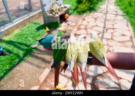 Una foto ravvicinata di pappagalli vivaci appollaiati comodamente sulle mani di un uomo in un parco Foto Stock