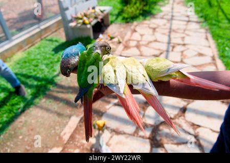 Una foto ravvicinata di pappagalli vivaci appollaiati comodamente sulle mani di un uomo in un parco Foto Stock