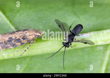 Vespa parassita che parassita un bruco di Moth della falena di barbabietole Scrobipalpa ocellatella. Anche la falena parassita visibile nella foto. Foto Stock