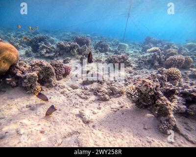 Klunzinger's wrasse noto come Thalassoma rueppellii sott'acqua presso la barriera corallina. Vita subacquea della barriera corallina con coralli e pesci tropicali. Coral Reef at Foto Stock