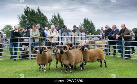 Mostra le pecore Scotch Blackface al Wigtown Show, in Scozia, che si tiene il primo mercoledì di agosto. Foto Stock