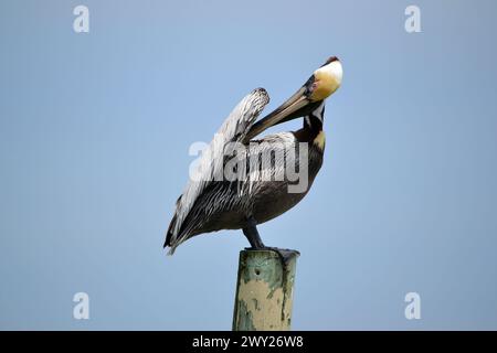 Un pellicano è arroccato su un palo di legno, che si prepara sotto la sua ala destra sullo sfondo di un cielo blu nebbioso a Ponce Inlet, Jetty Beach, Florida. Foto Stock