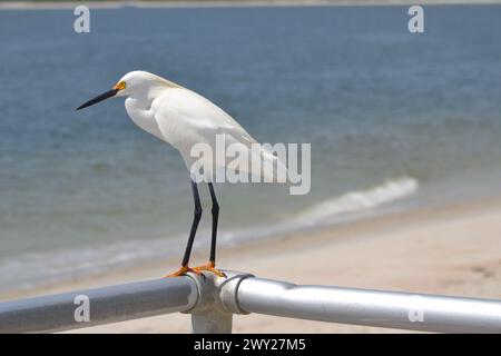 Un'Egret innevata si trova su una ringhiera di metallo con una spiaggia sabbiosa e sullo sfondo dell'oceano a Ponce Inlet, Florida. Foto Stock