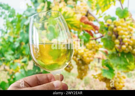 Bicchiere di vino bianco in mano all'uomo e grappolo di uva sulla vite sullo sfondo. Foto Stock