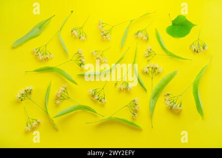 Collezione di fiori di tiglio, bratti di tiglio e foglie isolate su sfondo giallo. Foto Stock