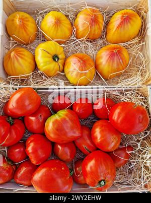 Pomodori rossi e gialli da bistecca o pomodori di manzo a distanza ravvicinata nella stalla del mercato agricolo. Background alimentare. Foto Stock