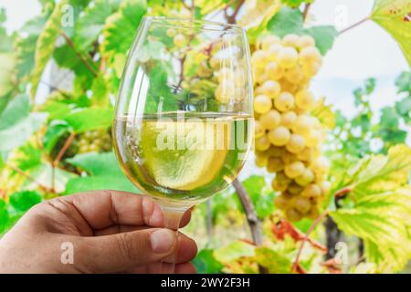 Bicchiere di vino bianco in mano all'uomo e grappolo di uva sulla vite sullo sfondo. Foto Stock