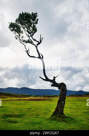 Alberi nella foresta di Fanal, Madeira, Portogallo, Europa Foto Stock