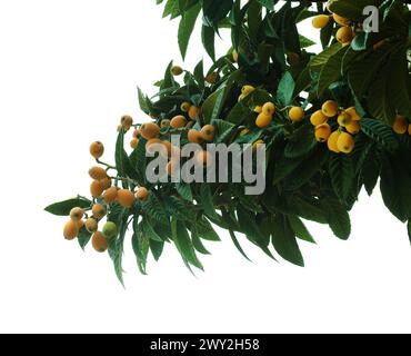 Orticoltura di Gran Canaria - loquat, Eriobotrya japonica Foto Stock