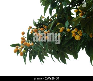 Orticoltura di Gran Canaria - loquat, Eriobotrya japonica Foto Stock