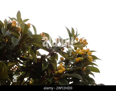 Orticoltura di Gran Canaria - loquat, Eriobotrya japonica Foto Stock