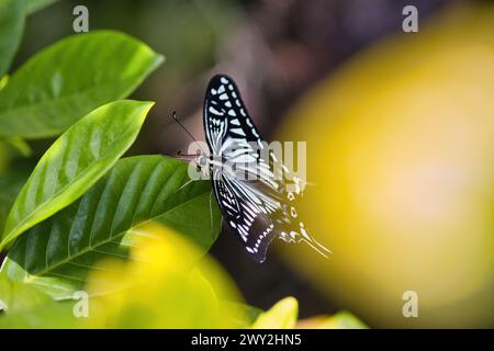 Farfalla asiatica a coda di rondine appoggiata su una pianta di agrumi. Foto Stock