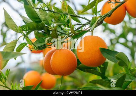 un aranceto con molte arance che crescono sugli alberi, 2 Foto Stock