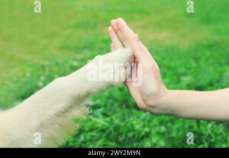 Cane Golden Retriever che dà la zampa alla mano cinque padrone in erba allenata nel parco estivo Foto Stock