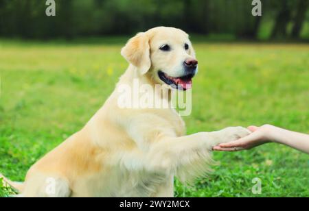 Cane Golden Retriever che dà la zampa alla mano cinque padrone in erba allenata nel parco estivo Foto Stock