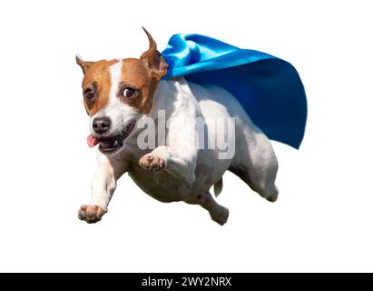 Happy Flying Jack Russell Terrier Puppy Dog con Blue Cape in volo. PNG trasparente. Foto Stock