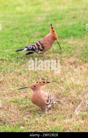 Coppia di hoopoes eurasiatici o hoopoes comuni (epops Upupa) da vicino su un fondo di erba verde naturale. Luce di prima mattina su un Hoopoe eurasiatico Foto Stock