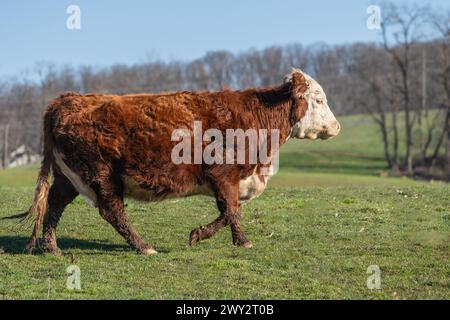 Bovini di Hereford Brown e bianchi che pascolano nel prato primaverile in Pennsylvania Foto Stock