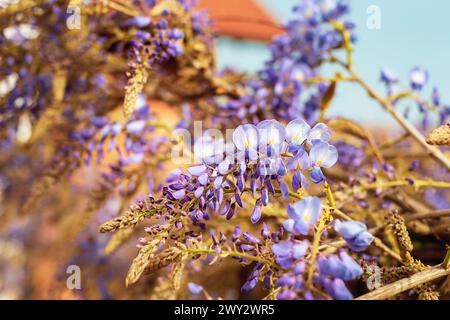 Fiori di Wisteria viola in fiore, primo piano. Foto Stock