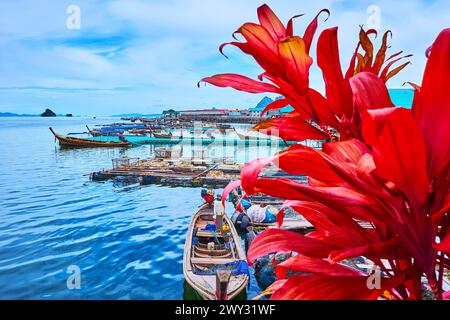 La pianta di ti rosso brillante (Cordyline fruticosa) di fronte alle fattorie di pesca e alle vecchie barche di legno nel porto del villaggio galleggiante di Ko Panyi, Thailandia Foto Stock