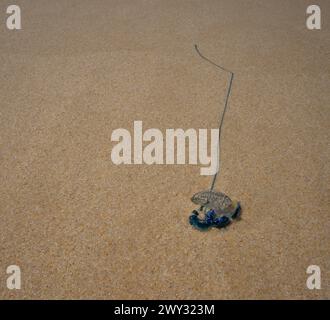 Una bottiglia di blu medusa del Pacifico man-o-War (Physalia physalis) è stata lavata a riva su una spiaggia sabbiosa in Australia Foto Stock