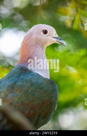 Il piccione imperiale con le castagne (Ducula aenea paulina). È una sottospecie di piccione imperiale verde proveniente da Celebes Indonesia. Foto Stock