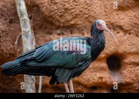 L'ibis Northern Bald si erge da solo di fronte alla scogliera. Il piumaggio è nero, con iridescenza verde-bronzo e viola, un ruffe voluminoso sull'uccello Foto Stock