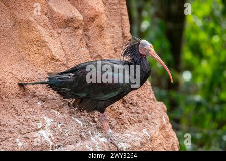 L'ibis Northern Bald si erge da solo di fronte alla scogliera. Il piumaggio è nero, con iridescenza verde-bronzo e viola, un ruffe voluminoso sull'uccello Foto Stock