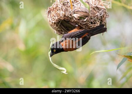 Il tessitore castagno e nero (Ploceus castaneofuscus) è una specie di uccello della famiglia Ploceidae. Si trova in Africa occidentale dalla Sierra Leone Foto Stock