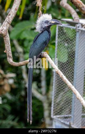 Il carpino bianco (Horizocerus albocristatus) è una specie di carpino (famiglia Bucerotidae) che si trova nelle foreste umide dell'Africa centrale e occidentale Foto Stock