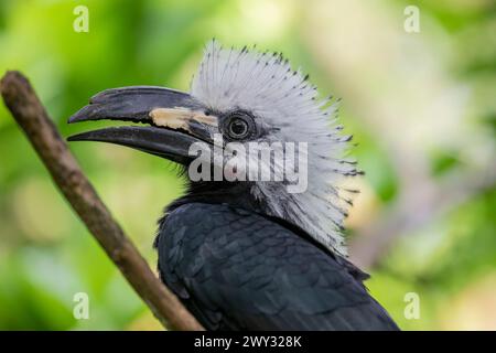 Il carpino bianco (Horizocerus albocristatus) è una specie di carpino (famiglia Bucerotidae) che si trova nelle foreste umide dell'Africa centrale e occidentale Foto Stock