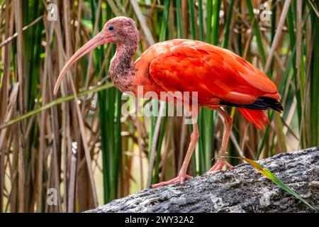 L'immagine ravvicinata di un ibis scarlatto giovanile (Eudocimus ruber) è una specie di ibis della famiglia di uccelli Threskiornithidae. Abita nella zona tropicale Foto Stock