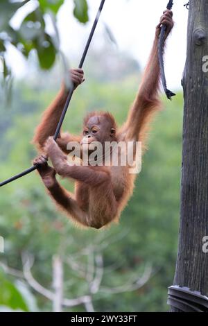 Orangutan presso Borneo Orangutan Survival (BOS) Foundation, Kalimantan orientale, Indonesia. Foto Stock