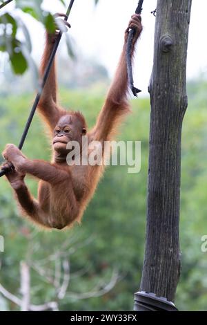 Orangutan presso Borneo Orangutan Survival (BOS) Foundation, Kalimantan orientale, Indonesia. Foto Stock