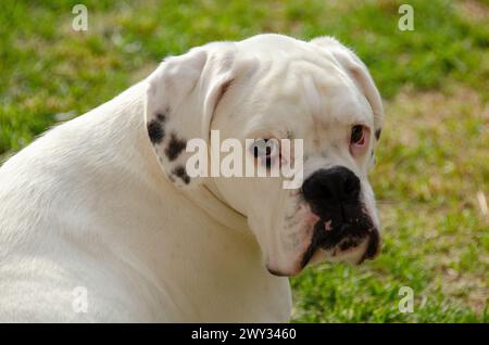 Pugile bianco dolce amabile unico e raro. Molto allegro e divertente. Luminoso, vigile e a volte stupido. Foto Stock
