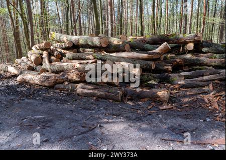 Una pila di legname tritato nella foresta. Una grande pila di querce tagliate. Deforestazione. Foto Stock