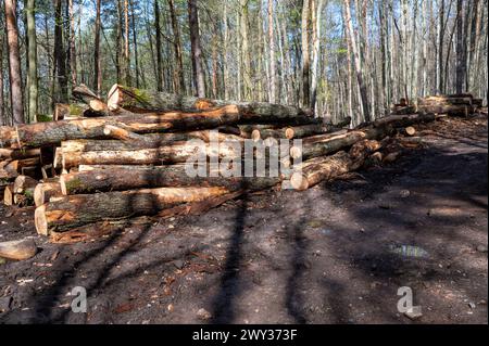 Una pila di legname tritato nella foresta. Una grande pila di querce tagliate. Deforestazione. Foto Stock