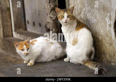 Due gatti seduti su un gradino accanto ad una porta di legno scolpita nella Stone Town di Zanzibar Foto Stock