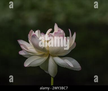 Loto sacro (Nelumbo nucifera), giardini botanici Meadowlark, Virginia Foto Stock