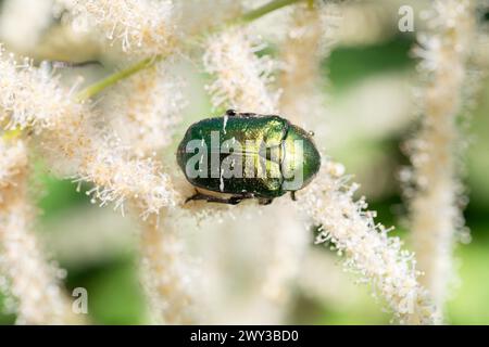Chafer di rosa (Cetonia aurata), seduti sulla barba di capra della foresta (Aruncus dioicus), Allgaeu, Germania Foto Stock