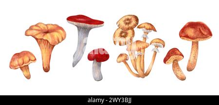 Set di funghi grandi e piccoli. Galline, russola, funghi al miele, olii. Illustrazione ad acquerello isolata disegnata a mano. Raccolta autunnale naturale Foto Stock