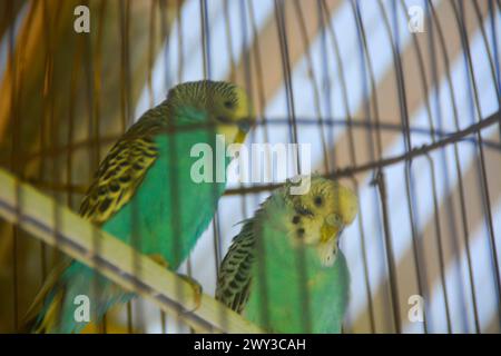 Due uccelli chiusi in una gabbia. Foto Stock