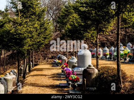 Cimitero di urne sepolcrali sotto la tiratrice sempreverde al tempio di Manbulsa a Yeongcheon, Corea del Sud Foto Stock