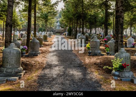 Cimitero di urne sepolcrali sotto la tiratrice sempreverde al tempio di Manbulsa a Yeongcheon, Corea del Sud Foto Stock