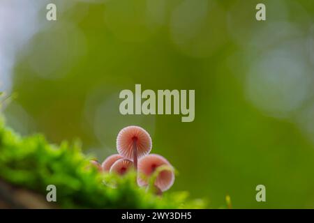 Casco da fata sanguinante (Mycena haematopus), fotografia naturalistica, primo piano, Schneeren, Neustadt am Ruebenberge Foto Stock