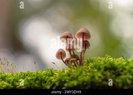 Casco da fata sanguinante (Mycena haematopus), fotografia naturalistica, primo piano, Schneeren, Neustadt am Ruebenberge Foto Stock